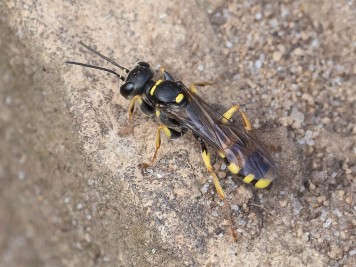Mellinus arvensis (Field Digger Wasp).jpg